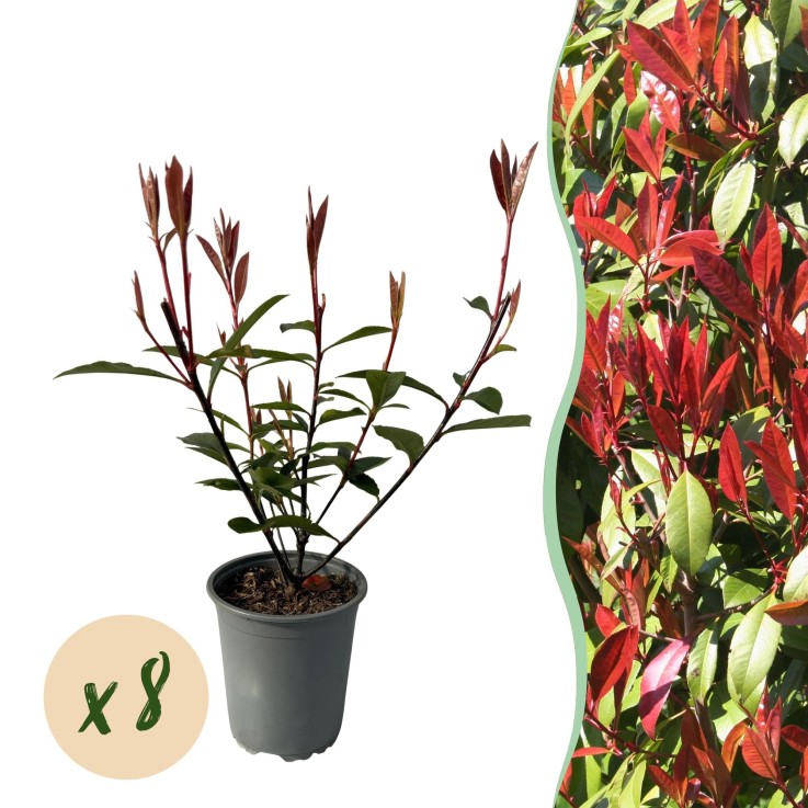 Photinia fraseri Carre Rouge x8
