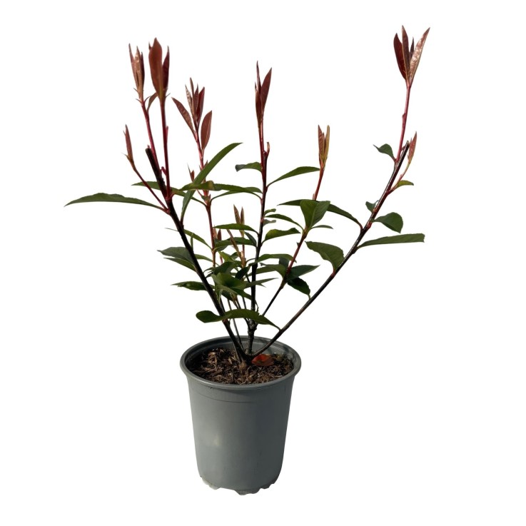 Photinia fraseri Carre Rouge x8