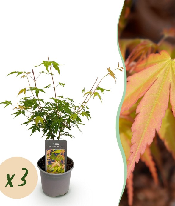 Erable du japon Katsura x3