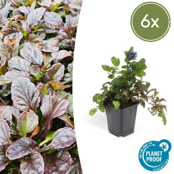 Bugle Ajuga reptans x6 -  12
