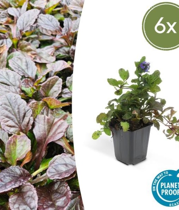 Bugle Ajuga reptans x6 -  12
