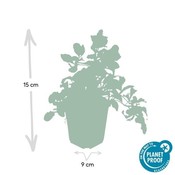 Bugle Ajuga reptans x6 -  12
