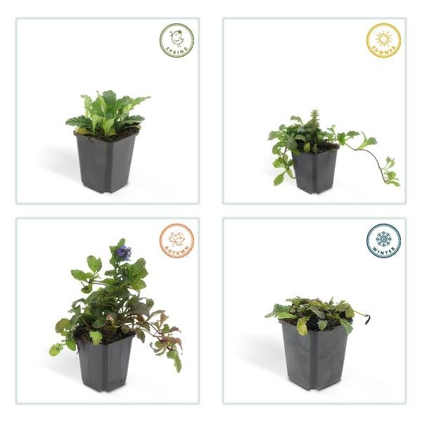 Bugle Ajuga reptans x6 -  12