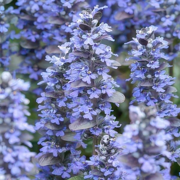 Bugle Ajuga reptans x6 -  12