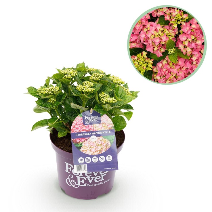 Hortensia rose en pot