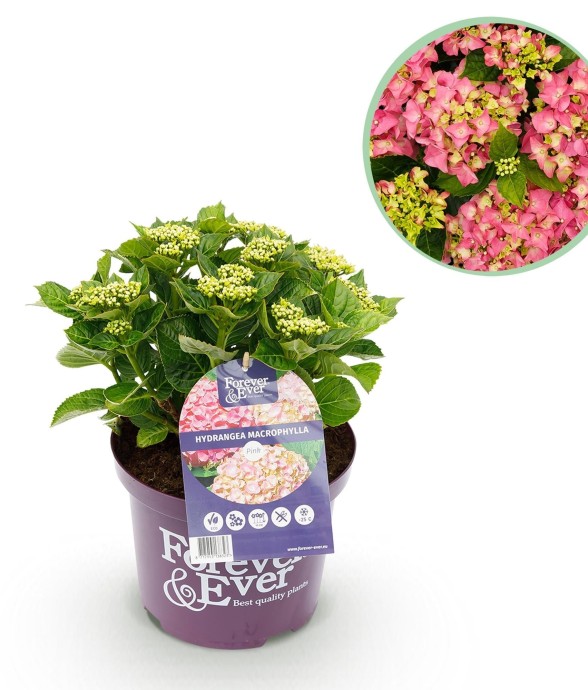 Hortensia rose en pot