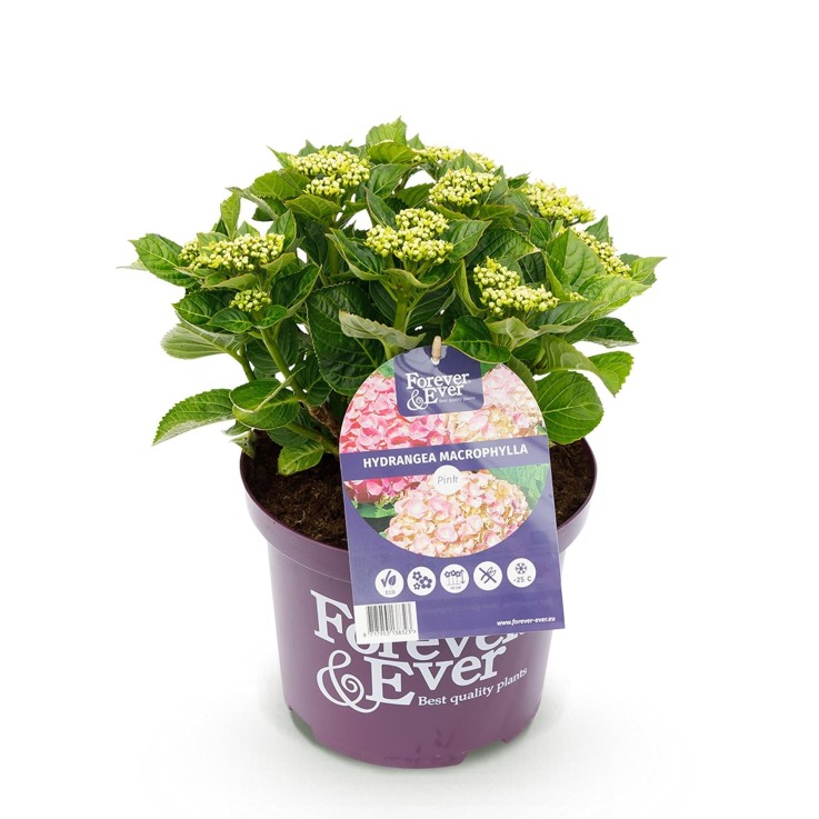 Hortensia rose en pot