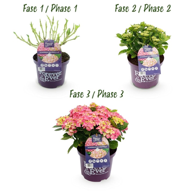 Hortensia rose en pot