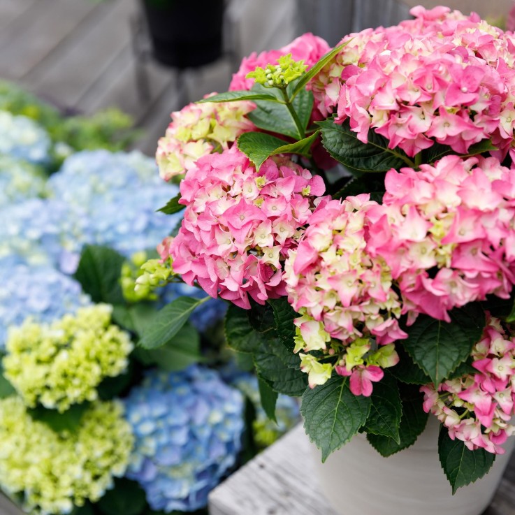 Hortensia rose en pot