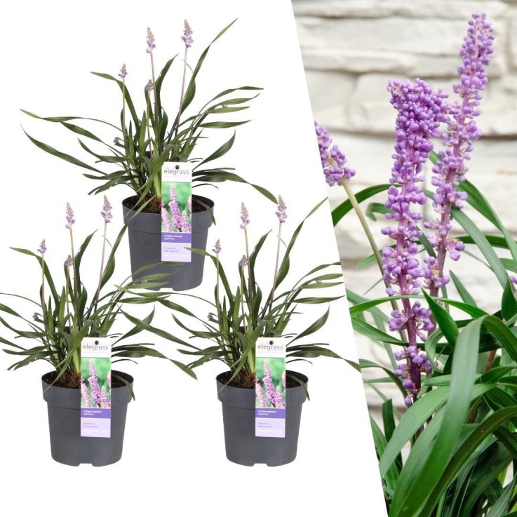 Liriope muscari 'Ingwersen' -  6