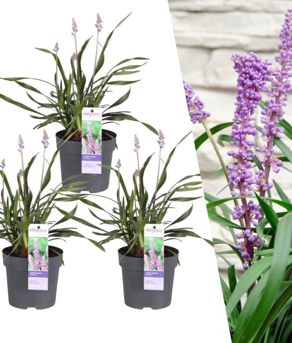 Liriope muscari 'Ingwersen'...