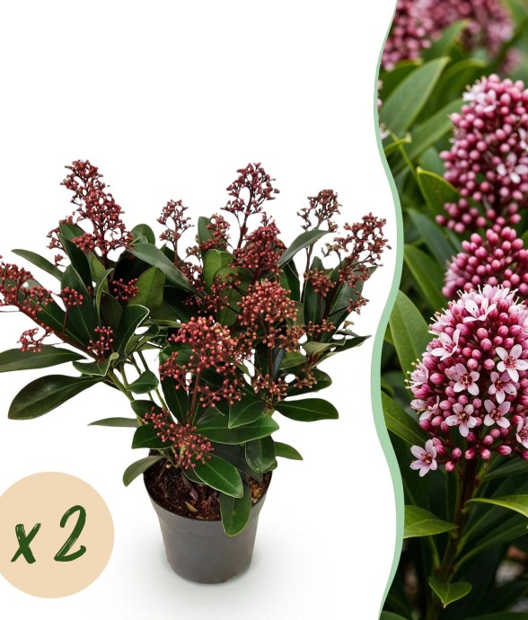 Skimmia japonica Rubella x2