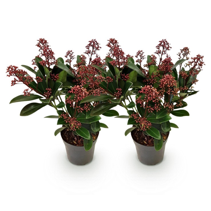Skimmia japonica Rubella x2