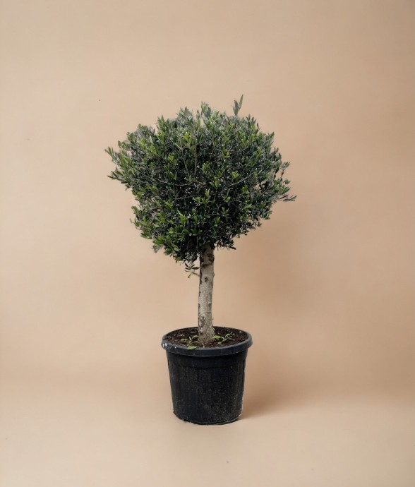 Olivier Olea Europaea h180cm