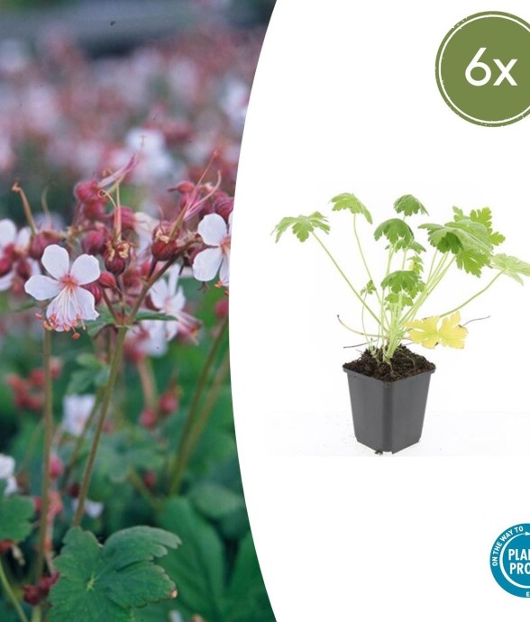 Géranium vivace 'Spessart'...