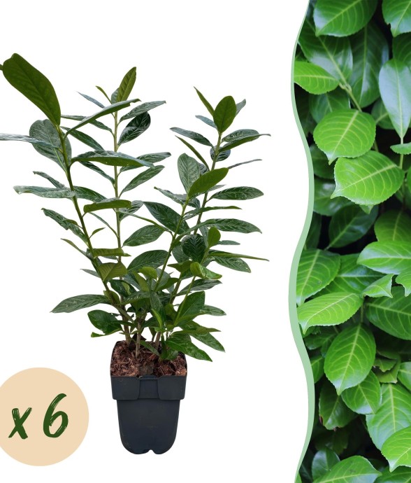 Prunus laurocerasus Novita x6