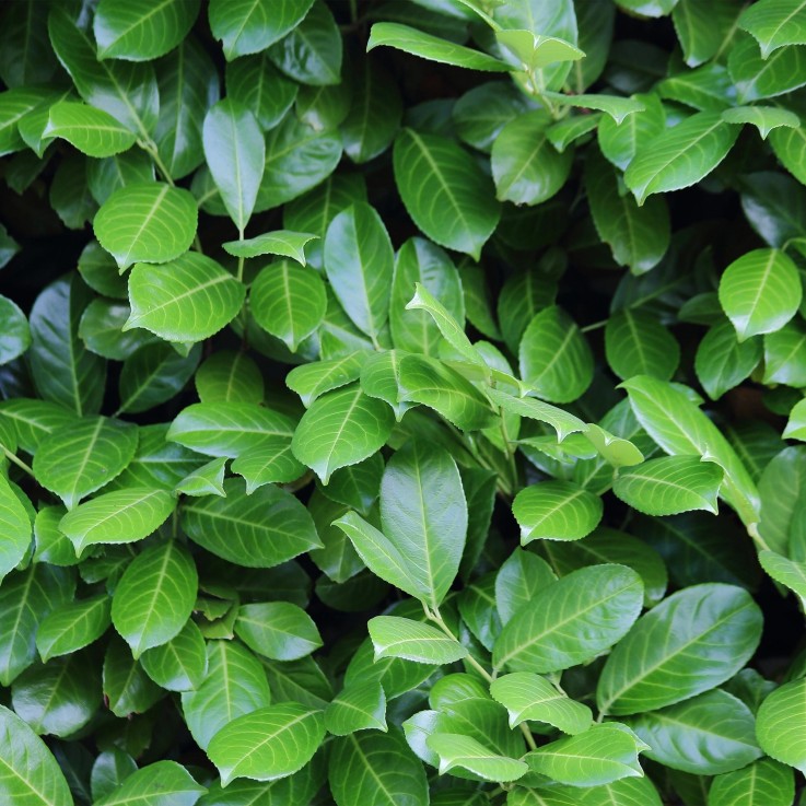 Prunus laurocerasus Novita x6