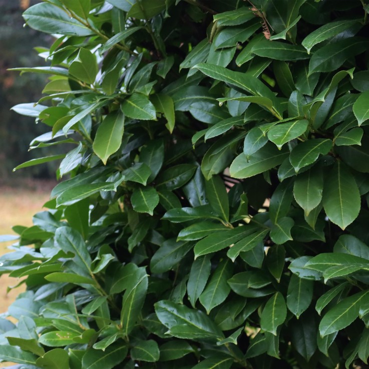 Prunus laurocerasus Novita x6