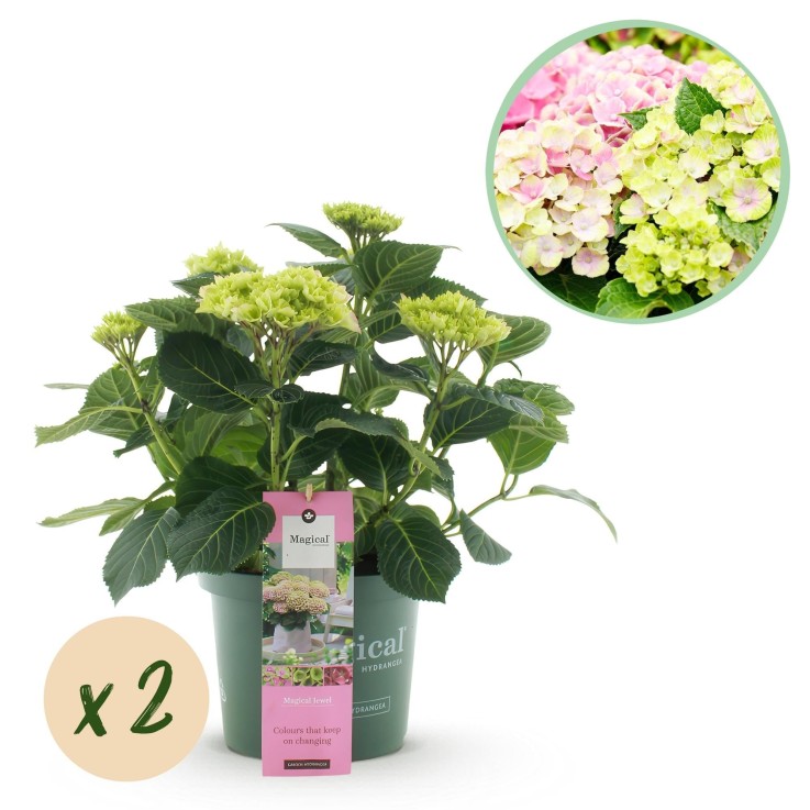 Hortensia Magical Jewel Pink x2