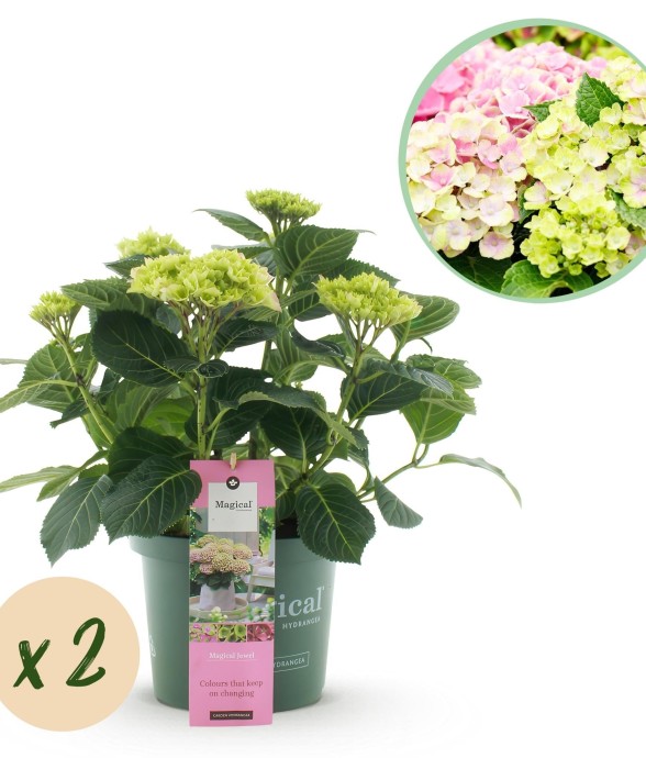 Hortensia Magical Jewel...