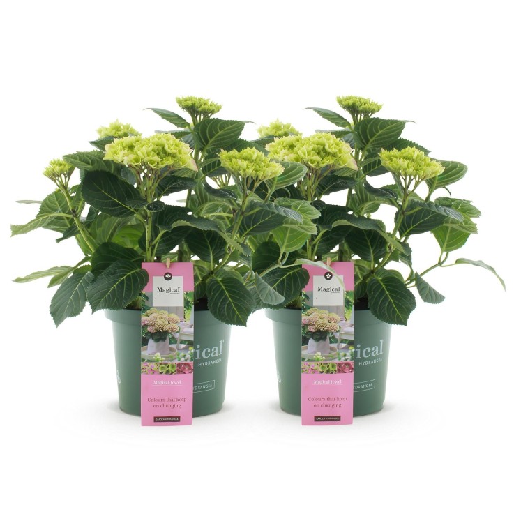 Hortensia Magical Jewel Pink x2