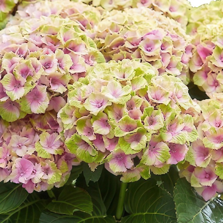 Hortensia Magical Jewel Pink x2