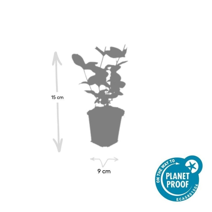 Millepertuis inodore 'Beauty' -  60