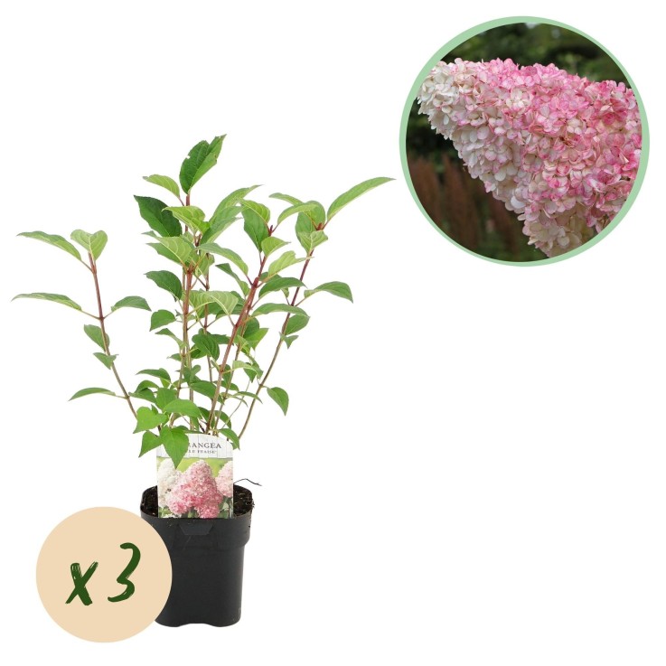 Hortensia paniculata Vanille Fraise x3