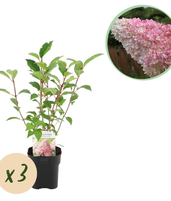 Hortensia paniculata...