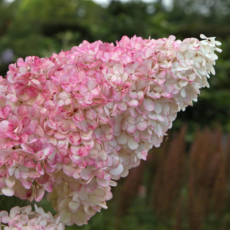 Hortensia paniculata Vanille Fraise x3