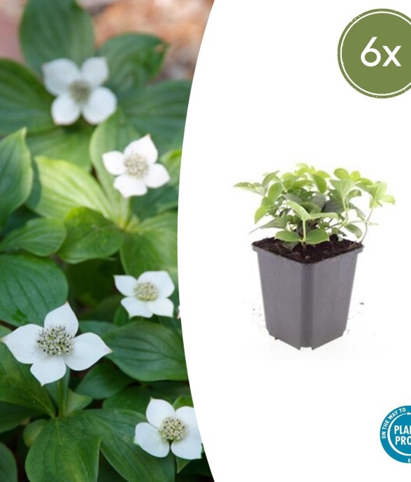 Cornouiller du Canada -  60