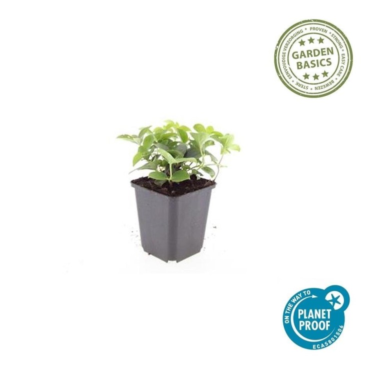 Cornouiller du Canada -  60