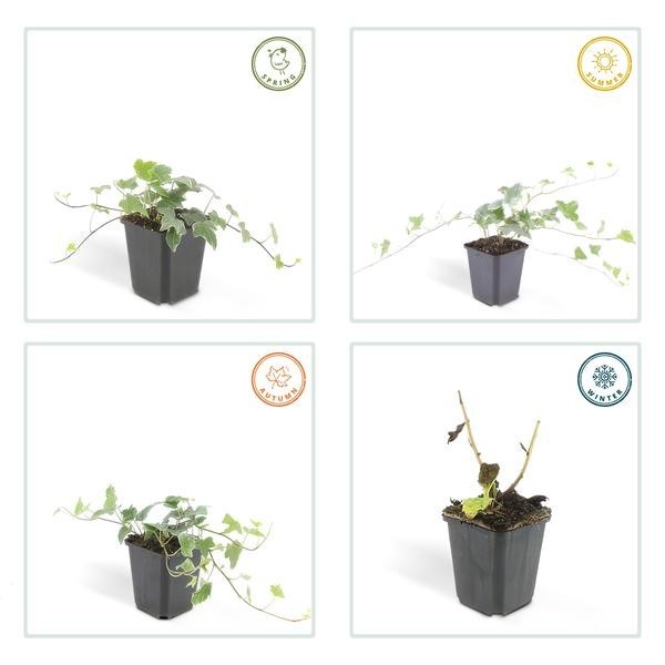 Lierre commun 'Glacier' -  12