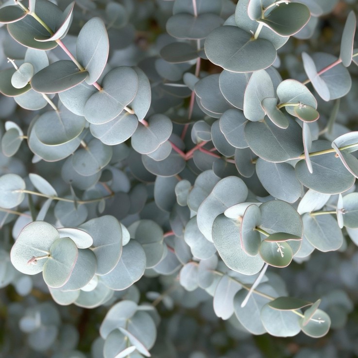 Eucalyptus gunnii Azura en pot