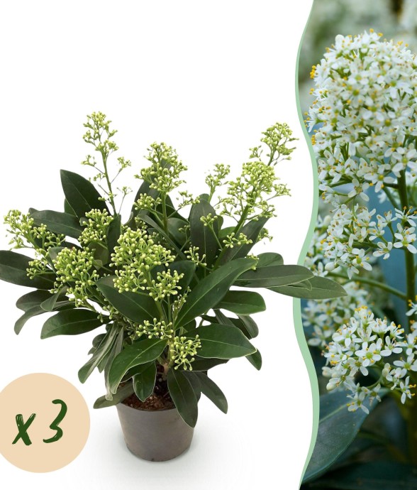 Skimmia japonica Finchy x3
