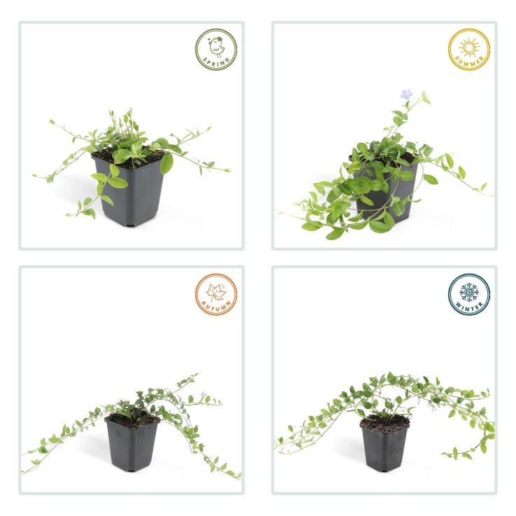 Petite Pervenche 'La Grave' -  60