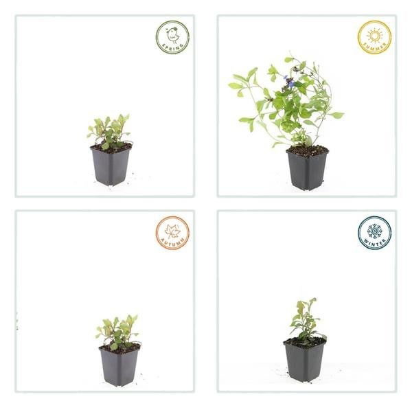 Plumbago de Chine -  60