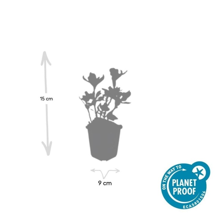 Pachysandre du Japon 'Variegata' -  60