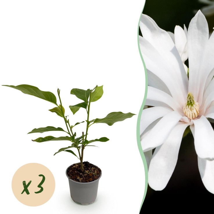 Magnolia stellata Royal Star x3