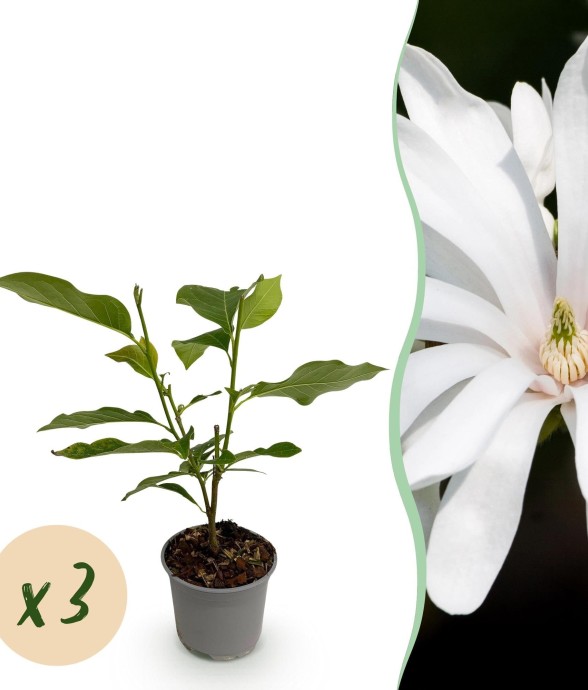 Magnolia stellata Royal...