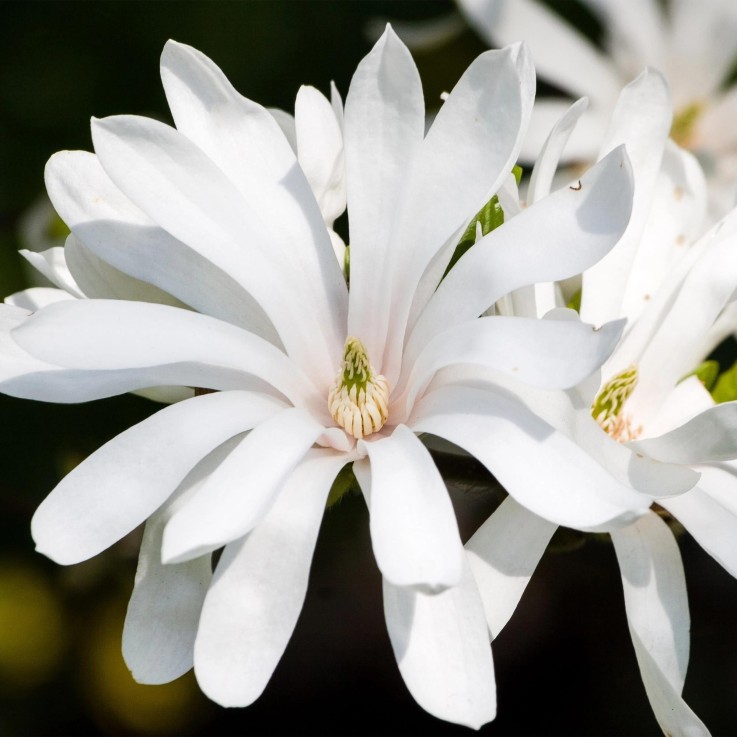 Magnolia stellata Royal Star x3