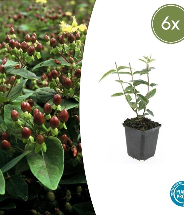 Millepertuis 'Rheingold' -  12