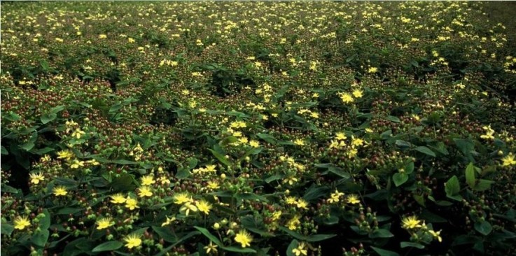 Millepertuis 'Rheingold' -  12