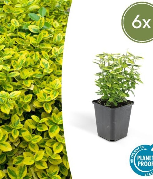 Fusain de Fortune 'Emerald...