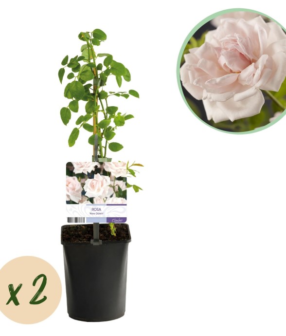 Rosier New Dawn x2