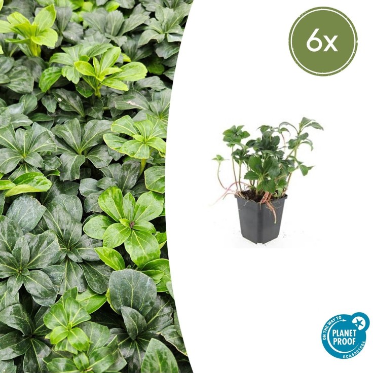 Pachysandre du Japon 'Green Sheen' -  6