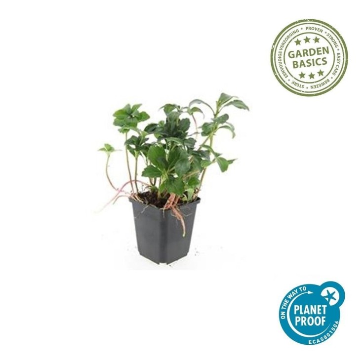 Pachysandre du Japon 'Green Sheen' -  6