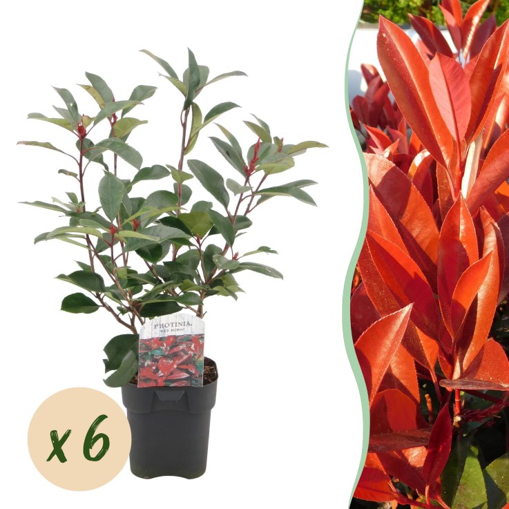 Photinia Rouge x6