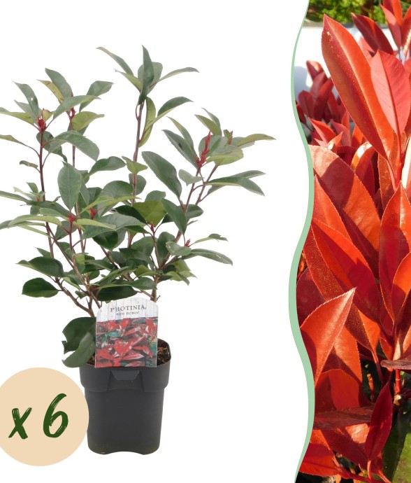 Photinia Rouge x6