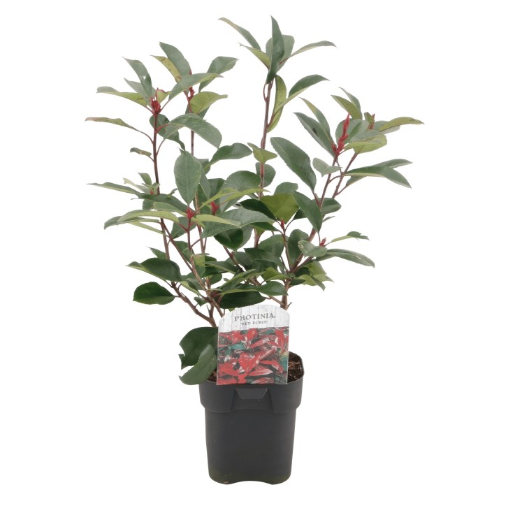 Photinia Rouge x6